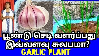 பூண்டு செடி வளர்ப்பது எப்படி  How to grow Garlic plant tamil [upl. by Areehs486]