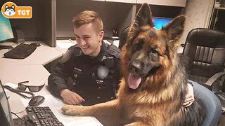 When Your German Shepherd Dog Is More Funny Than You Think [upl. by Gagnon]