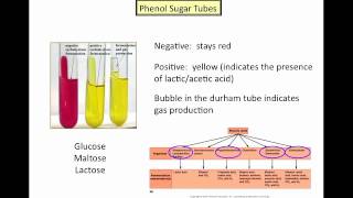 Microbial Metabolism  Part 3mp4 [upl. by Sakovich]