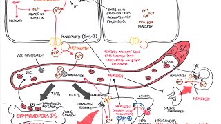 Iron Physiology [upl. by Aggi112]