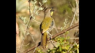 Bokmakieries calling Karoo  Filmed by Greg Morgan [upl. by Buzzell]