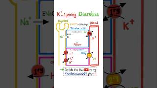 PotassiumSparing Diuretics Part 2  Kidney Pharmacology…science pharmacology physiology nurse [upl. by Grega]