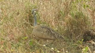 Eupodotis senegalensis  Sisón senegalés  White bellied bustard [upl. by Eaner973]