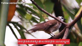 Yellowvented Bulbulចាបក្រចពពេចក្បាលស​ចាបក្រច រលាស់ស្លាប [upl. by Gustave]