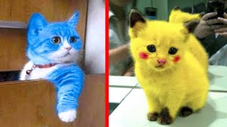 10 Rarest Cat Breeds You Wont Believe Exist [upl. by Ellertnom456]