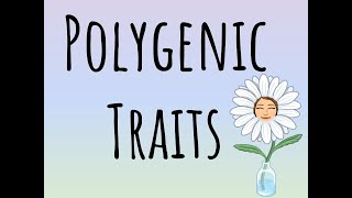 Polygenic Traits [upl. by Yehudi]