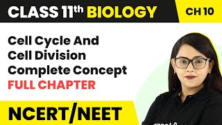 Cell Cycle amp Cell Division  Full Chapter Explanation  Phases of Cell Cycle  Class 11 Biology [upl. by Oicelem790]