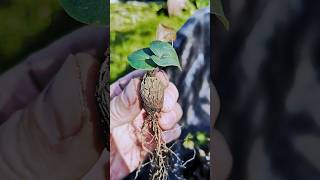 Dioscorea elephantipes 🌱 fromseed gardeninglife houseplantsplantcommunity greenhouse garden [upl. by Ivets]