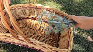 Growing Blue Sea Holly Eryngium From Bare root to Cut Flowers Harvesting amp Vase Life TipsEp 112 [upl. by Emirej601]