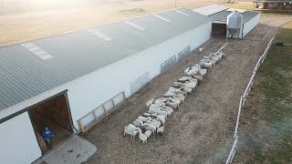 Moving our sheep into their livestock barn for lambing season [upl. by Ellinehc]