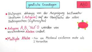 Die Vererbung der Blutgruppen AB0 und des Rhesusfaktors  Biologie  Genetik [upl. by Eelir]