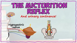 The Micturition Reflex [upl. by Nedyaj466]