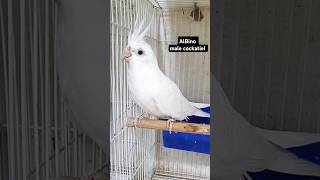 Cockatiel bird  cockatiel albino  white face birds [upl. by Neneek]