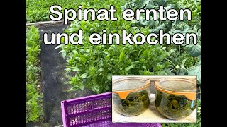 Spinat ernten und einkochen [upl. by Aenel]