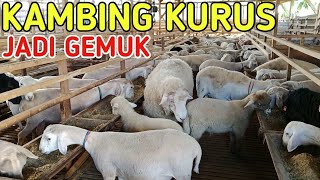 KAMBING KURUS JADI GEMUK TERNAK 60 INDUKAN TERASA MUDAH [upl. by Nedrud687]