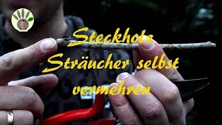 Steckholz selber machen  Strauch Busch Johannisbeere Stachelbeere vermehren [upl. by Kreda484]