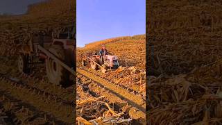 Collecting Corn Stalks satisfying shortsvideo [upl. by Granoff]