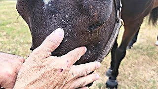 Avoid This Dental Procedure On Your Horse [upl. by Annaiviv]