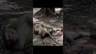 Wildlife monkey Mak and Dakuta so sweet monkeyliving shortsvideo [upl. by Fesoj441]