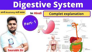 Digestive system  Part 1 For Neet MedicalNursing Pharmacy Students [upl. by Erehpotsirhc]