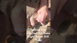 Mastitis Treatment Mastitis nursingpuppies whelping breedingbullies [upl. by Oelgnaed]