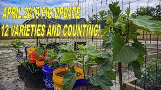 BIG April Fig Update  12 Varieties And Counting [upl. by Esmerolda]