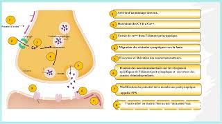 La transmission synaptique [upl. by Liuka618]