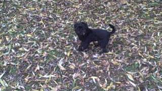 Affenpinscher Raul [upl. by Norling666]