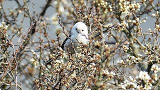 Mlynařík dlouhoocasý Aegithalos caudatus Longtailed tit Длиннохвостая синица Schwanzmeise [upl. by Jillian]