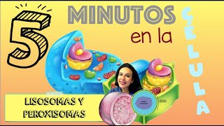 Lisosomas y peroxisomas  5 minutos en la célula BioESOsfera [upl. by Hitt]