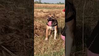 CAN👑RAMBO👿PITBULL KILL👹ROTTWEILER 😱❓happysbully444 viral pitbull doglover pets youtube shorts [upl. by Hillell]