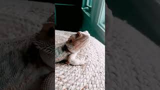 Bearded dragon chilling [upl. by Inoliel]