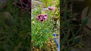 Dianthus flower plant dianthus flowers plants gardening nature [upl. by Eimareg]