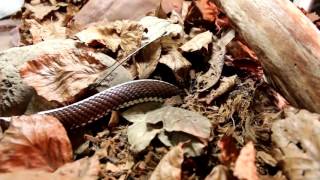 Lampropeltis californiae senfouie dans le substrat [upl. by Learrsi]