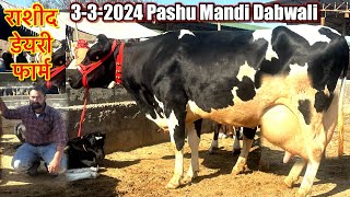 332024 पशु मंडी डबवाली राशीद डेयरी फार्म ॥ Pashu Mandi Dabwali Rashid dairy farm hf cow for sale [upl. by Berkie]