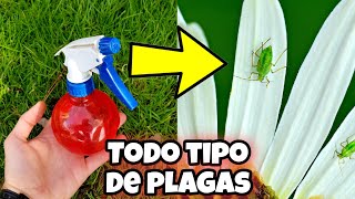 CREA este INSECTICIDA Casero que pocos CONOCEN para PLANTAS y elimina TODAS las plagas u Hormigas [upl. by Barbara-Anne222]