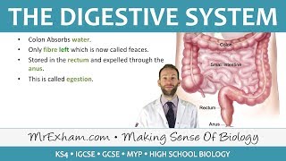 The Digestive System  GCSE Biology 91 [upl. by Lemmueu]