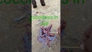 Treatment of coccidiosis in calf पशुओं में खूनी दस्त का जादू ईलाज farminsAlisVeterinaryWisdom [upl. by Andreana153]