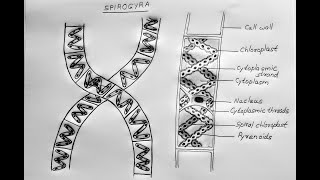 SPIROGYRA DRAWING [upl. by Gader]