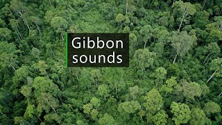 Gibbons and birds  Wildlife sounds from the Borneo rainforest [upl. by Aida318]