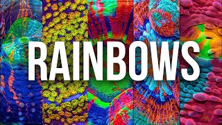 Top Rainbow Corals in the Reef Aquarium Hobby [upl. by Hilary902]