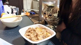 妹の牛丼が食べたすぎて全力で奪いに来てしまった猫 [upl. by Stormy]