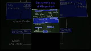 Nitrogen Cycle  must read description biologynotes biologydiagramsveryeasy class11 cbse neet [upl. by Gabriela]