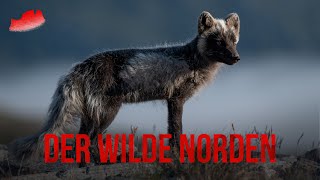 DER WILDE NORDEN Dovrefjell  Moschusochse und Polarfuchs [upl. by Simara]