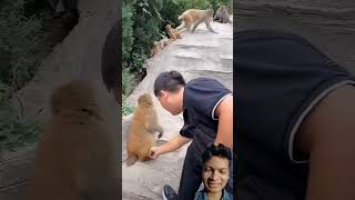 Monkey funnymonkey 😂😂 sceneshortvideo shorts [upl. by Neirrad900]