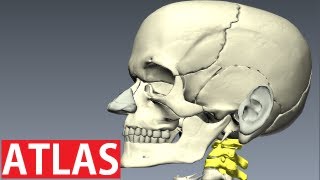 Atlas Anatomy  Cervical Vertebrae Anatomy  Neck Anatomy [upl. by Aratnahs371]