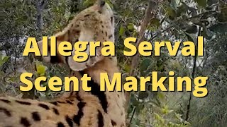 Serval Scent Marking At Cheetah Experience [upl. by Elka]