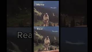 Screaming Beaver meme meme vs realshorts 😂😝😤😎 [upl. by Naro]