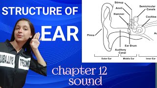 Structure of ear  class 9  sound chapter  inner ear  middle ear  outer ear  detail concept [upl. by Kurzawa]