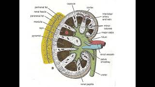 9Urinary System MED 221 [upl. by Yelahc42]